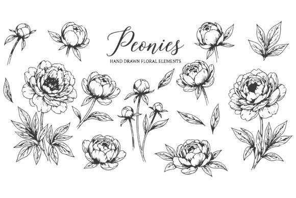 Download Set of Black and White Line Art Peony - White Collection